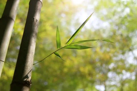 Bamboo Stock Photos