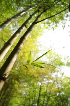 Bamboo Stock Photos