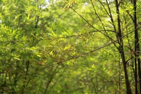 Bamboo Stock Photos