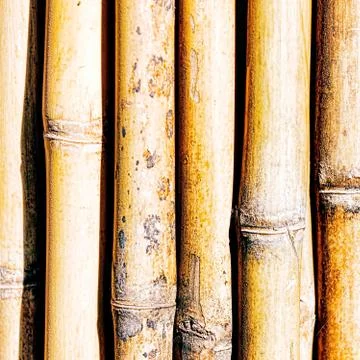 Bamboo. Stock Photos