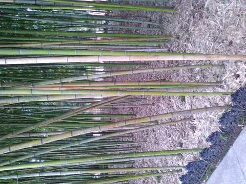 Bamboo Stock Photos