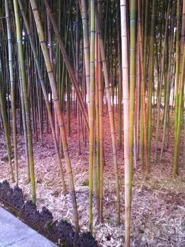 Bamboo Stock Photos
