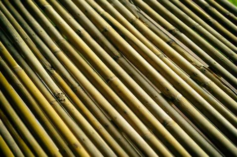 Bamboo Stock Photos
