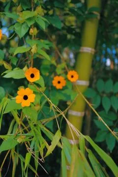 Bamboo Stock Photos