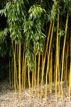Bamboo Stock Photos