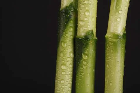 Bamboo 스톡 사진