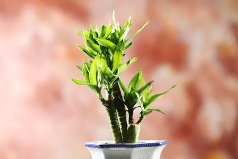 Bamboo 스톡 사진