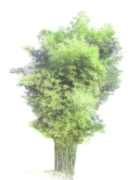 Bamboo Stock Photos