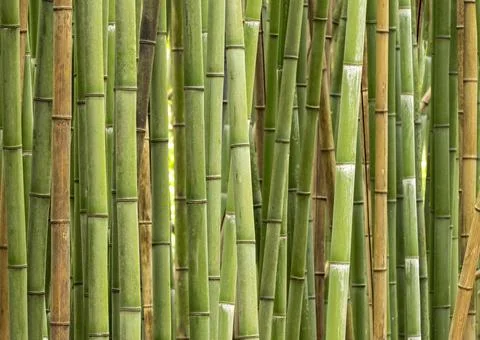 Bamboo Stock Photos