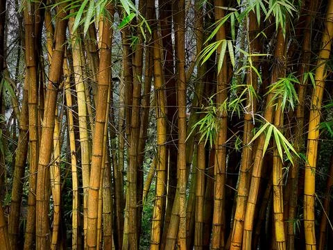 Bamboo Stock Photos