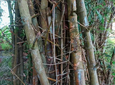 Bamboo Stock Photos