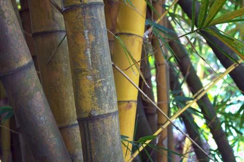 Bamboo Stock Photos