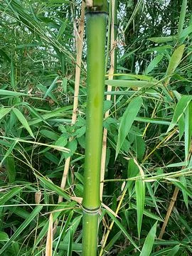 Bamboo Stock Photos