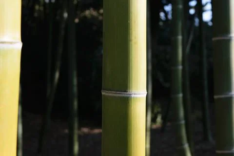 Bamboo Stock Photos