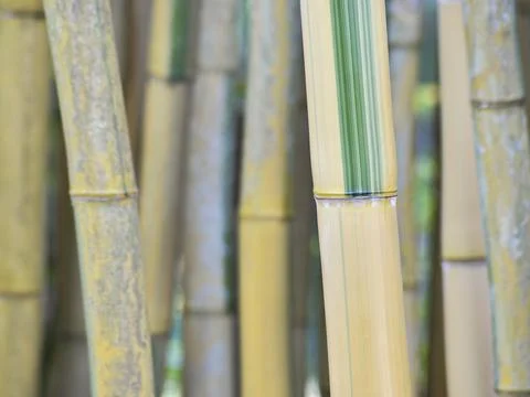 Bamboo Stock-Fotos