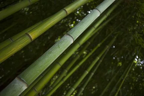 Bamboo Stock Photos