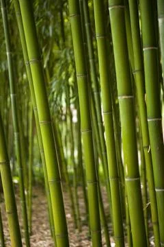 Bamboo Stock Photos