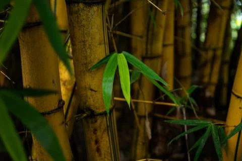 Bamboo Stock Photos