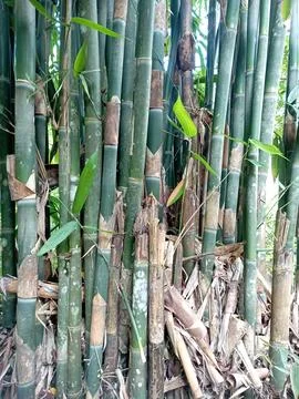 Bamboo Stock Photos
