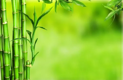 Bamboo. Stock Photos