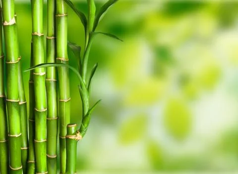 Bamboo. Stock Photos
