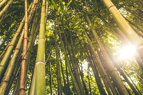 Bamboo Stock Photos