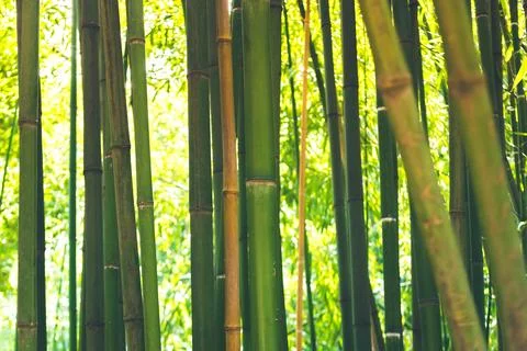Bamboo Stock Photos