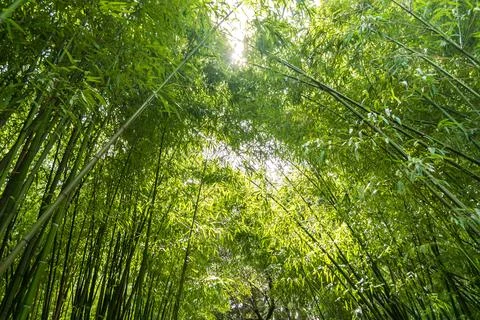 Bamboo Stock Photos
