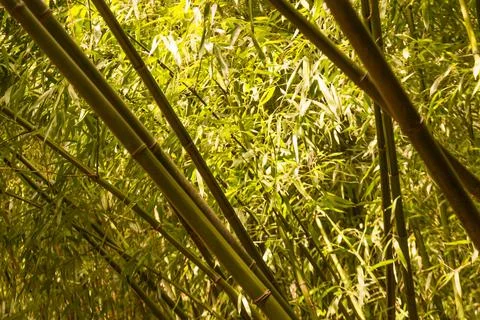 Bamboo Stock Photos