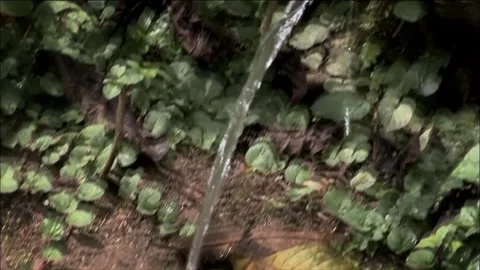 Bamboo pipe water flow Stock Footage 261632694