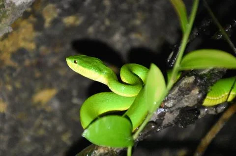 Bamboo Pit Viper Stock Photos