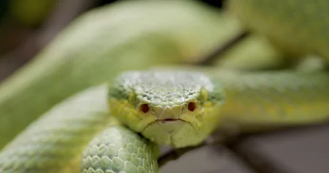 Bamboo Pit Viper Sampling Air Particles With Forked Tongue - close up Stock Footage 158357165