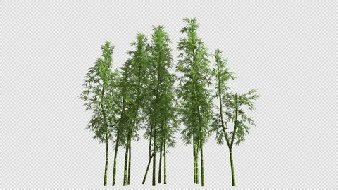 Bamboo plant branches on a transparent background with an alpha channel. 库存影片 341481766