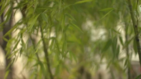 Bamboo plant Stock Footage 124892911