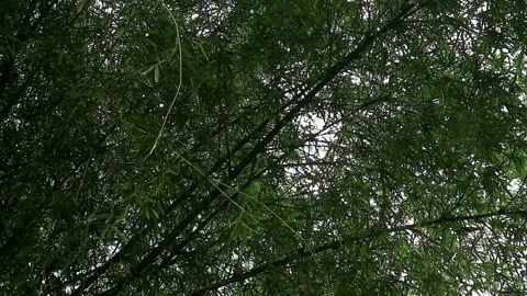 Bamboo plant Stock-Footage 331666181