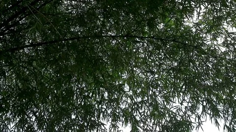 Bamboo plant Stock-Footage 331666182