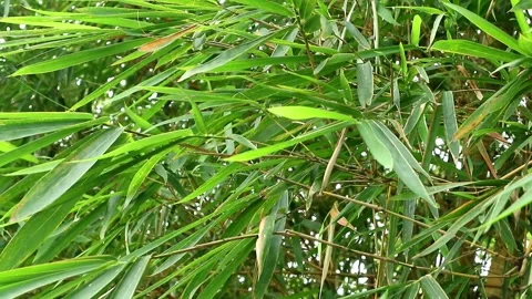 Bamboo plant Stock-Footage 331666196