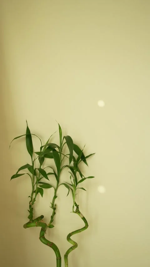 Bamboo Plant Stock Footage 336971985