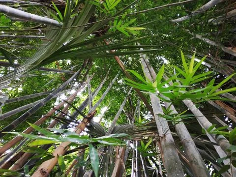 Bamboo plant forest Stock Photos