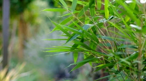 Bamboo plant moving in the wind Stock Footage 43735245