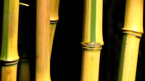 Bamboo plant in shadow and wind Vídeos de archivo 545473