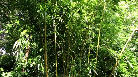 Bamboo plant in shadow and wind Vídeos de archivo 545484