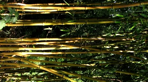 Bamboo plant in shadow and wind Vídeos de archivo 545698