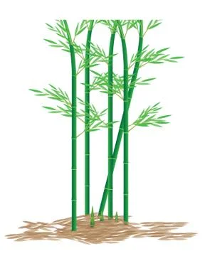 Bamboo plant vector design Stock Illustration