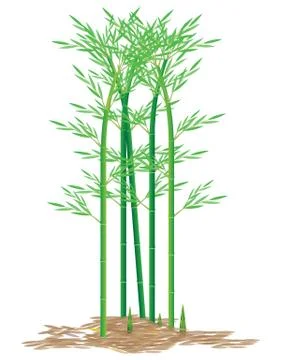 Bamboo plant vector design Stock Illustration