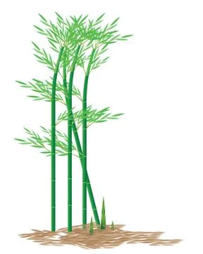 Bamboo plant vector design Stock Illustration