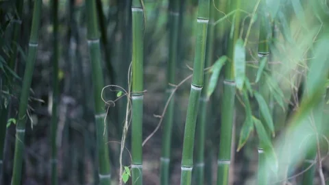 Bamboo Plants 스톡 동영상 120037022