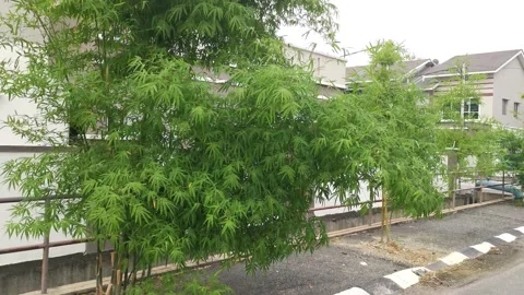 Bamboo plants  Video stock 156885810