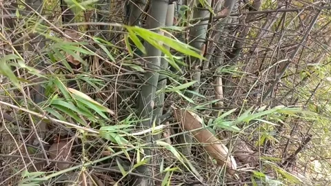 Bamboo plants Stock Footage 284209192
