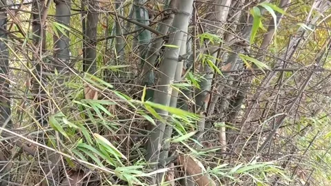 Bamboo plants Stock Footage 284209193